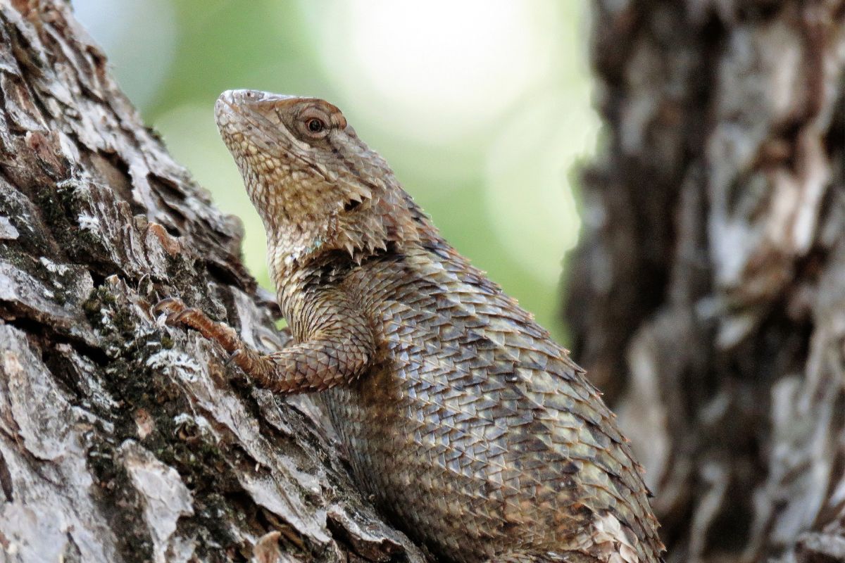 The Truth About the Texas Lizard Conservation