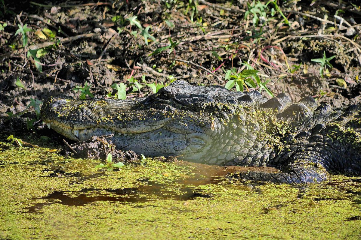 Ways To Celebrate National Wildlife Refuge Week