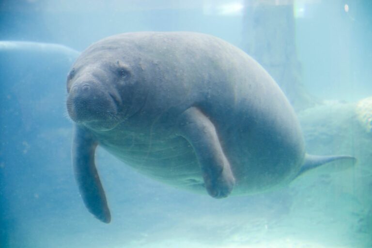 Why Has The Red Tide Caused Manatee Deaths? - defendersblog