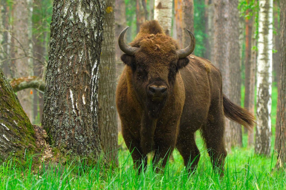 What Can You Do For National Bison Day?