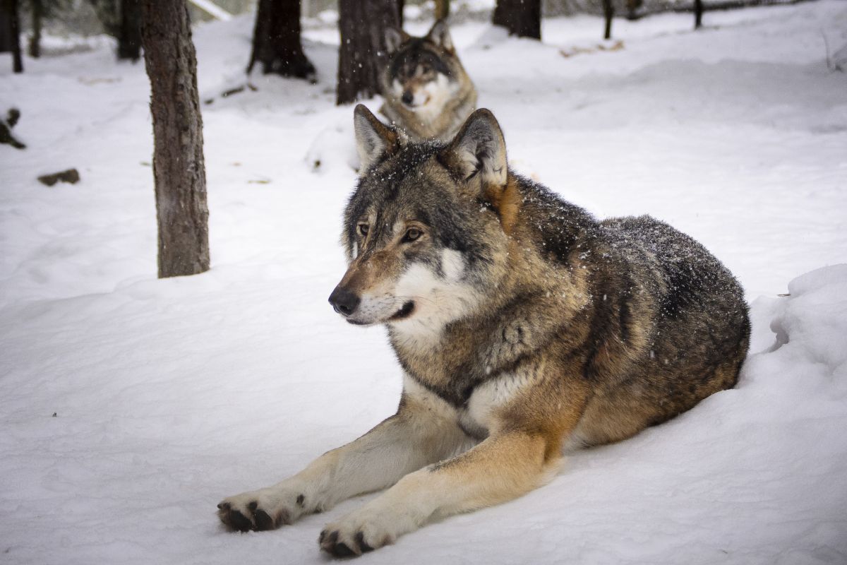 What Happened To Wyoming’s Wolf Population?