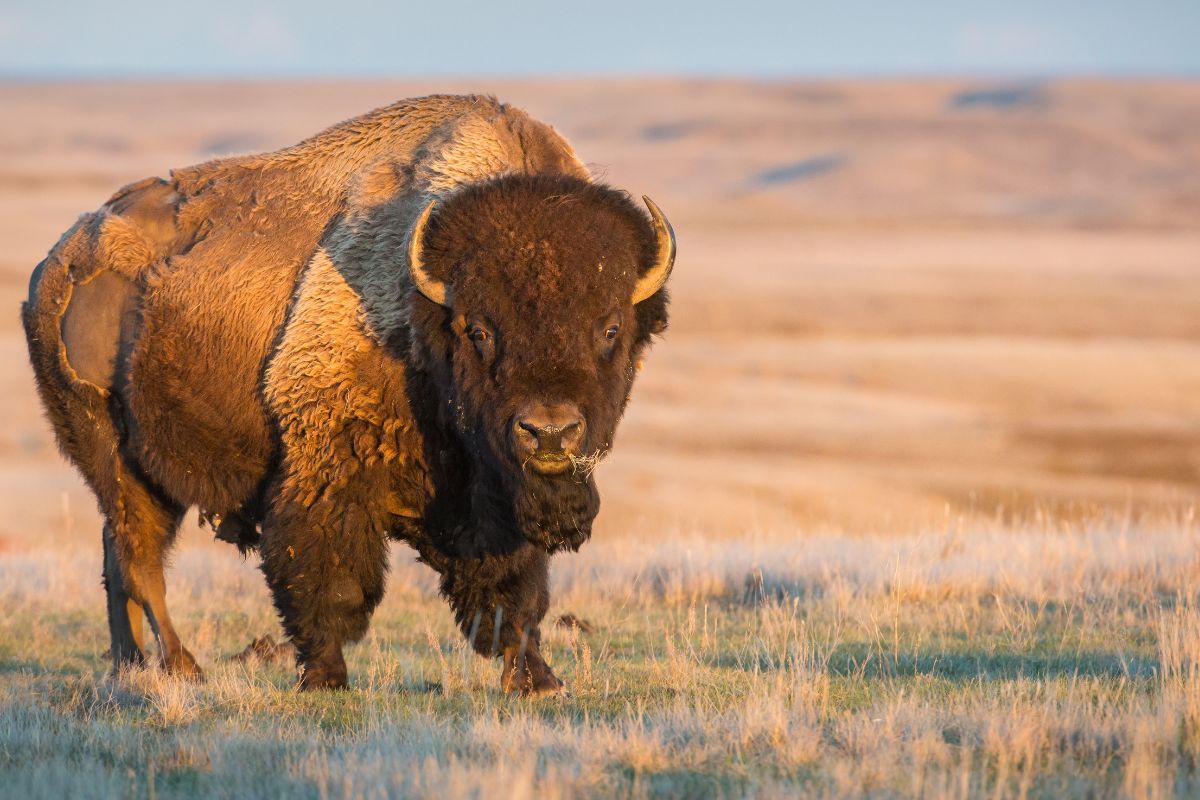 What Is National Bison Day