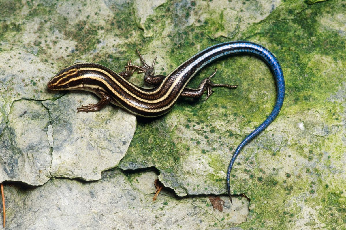 blue tailed skink