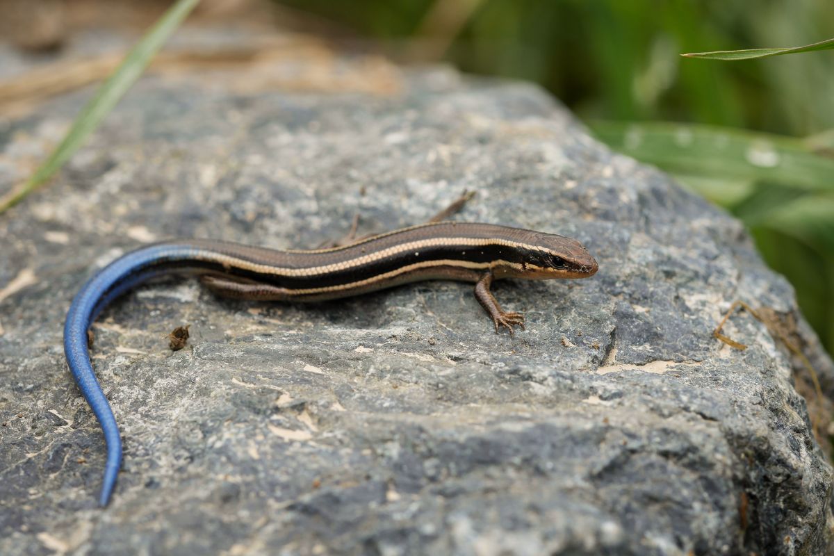 blue tailed skink