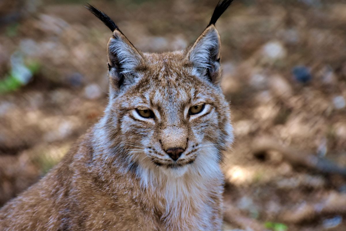 What Is The Lynx And Where Is It Found (1)