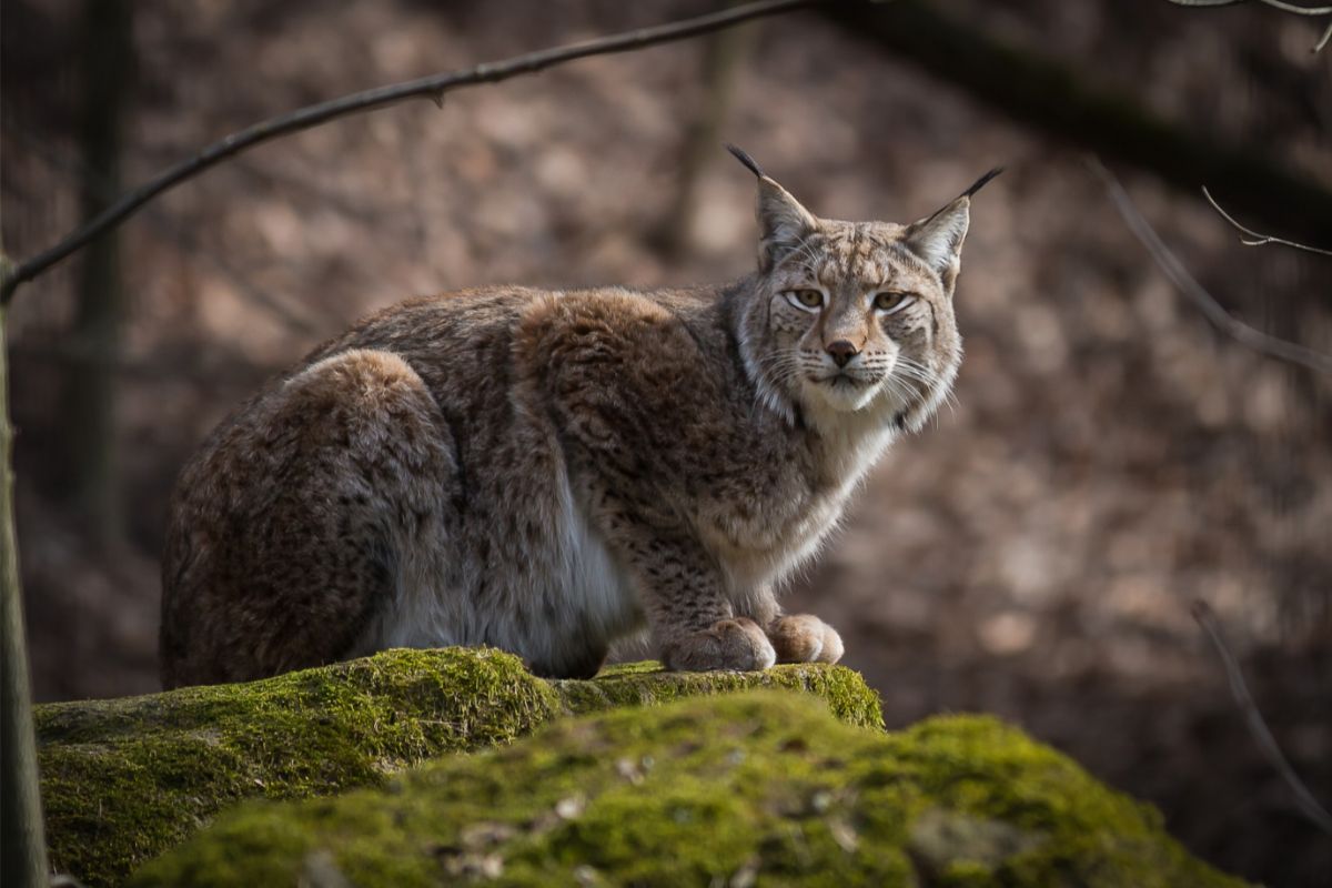 What Is The Lynx And Where Is It Found