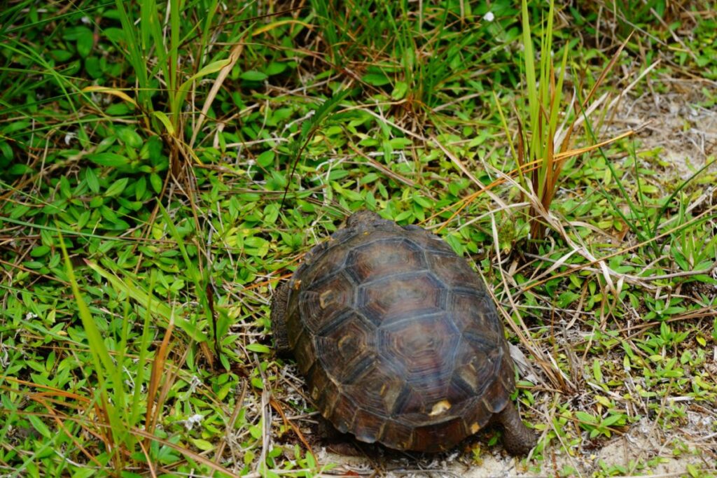 The Gopher Tortoise - defendersblog