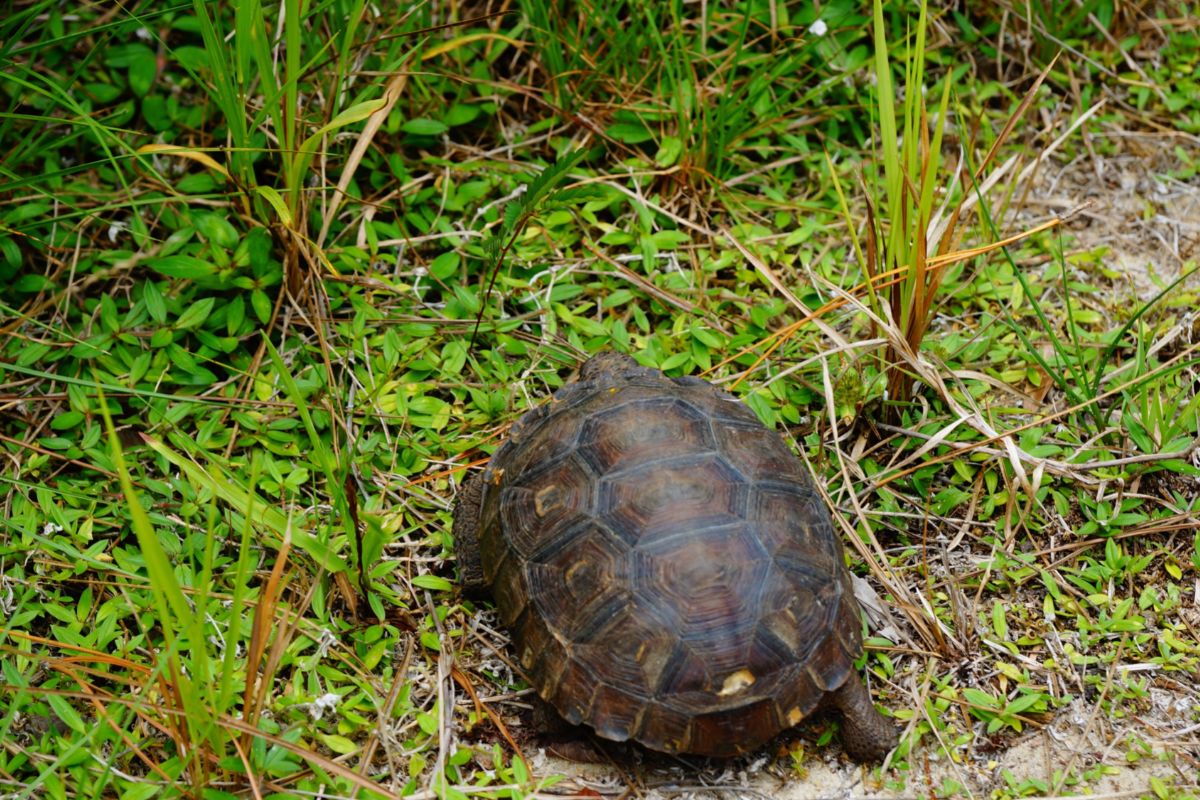 What Threatens The Gopher Tortoise’s Survival?