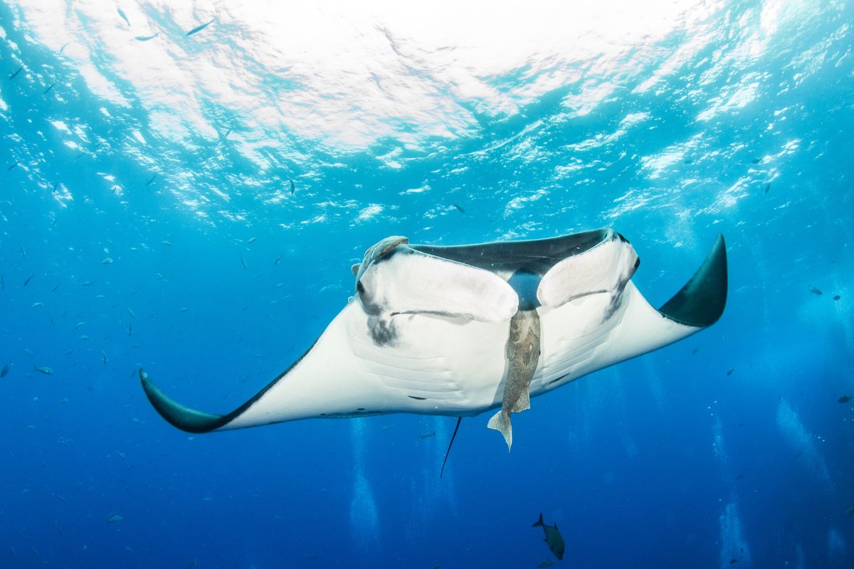 What Threatens The Manta Ray