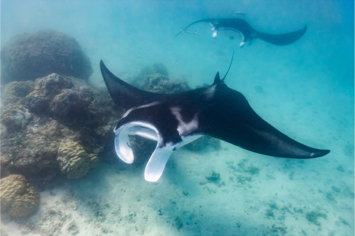 What Threatens The Manta Ray?