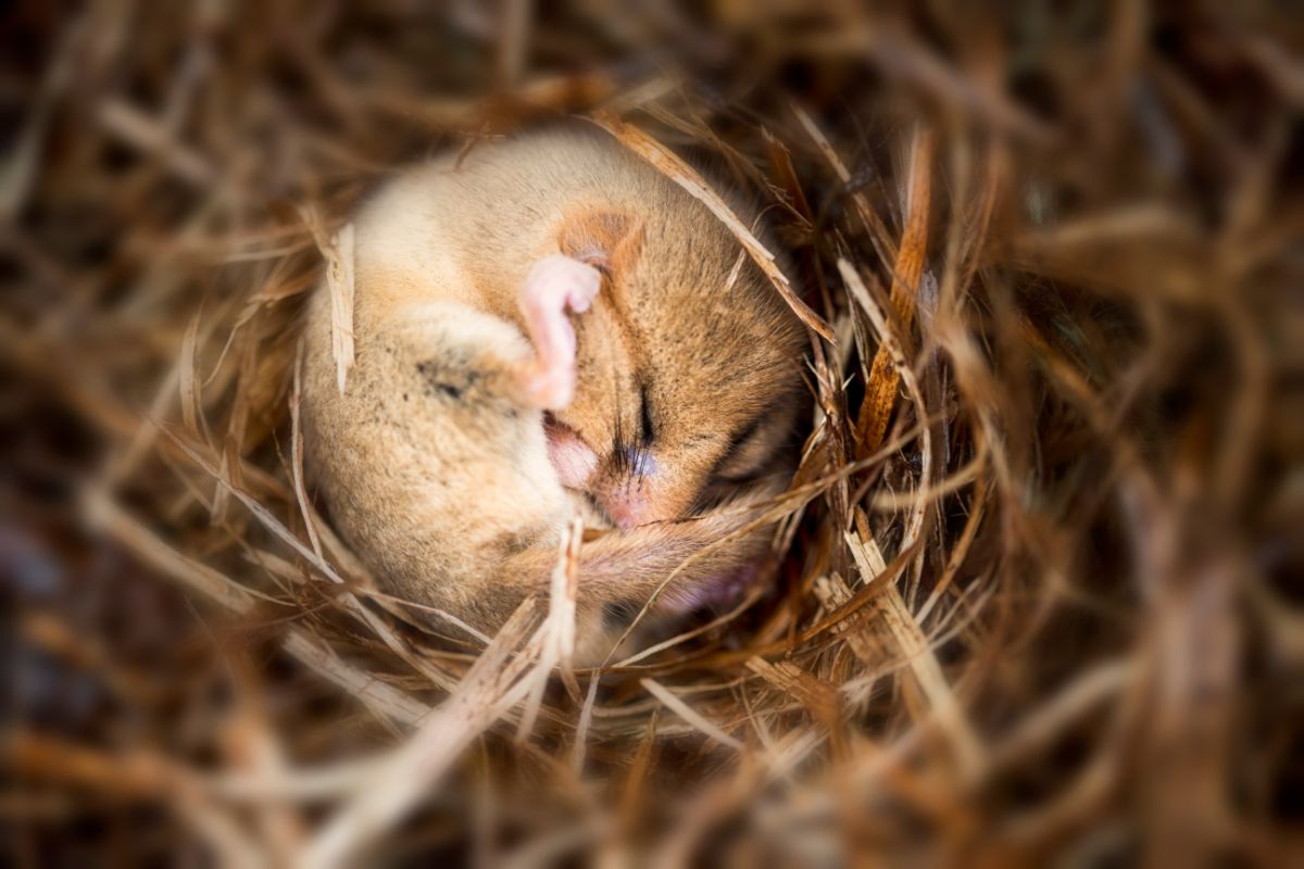 Which Animals Hibernate During Winter (And Which Are At The Biggest Risk