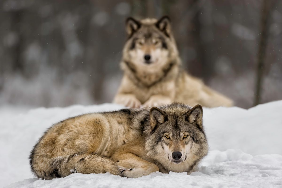 Which Wolf Species Is The Rarest?