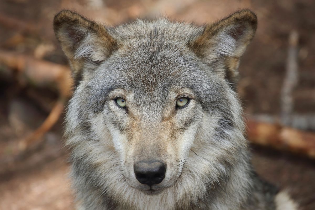 Why Are Gray Wolf Populations Dropping (1)