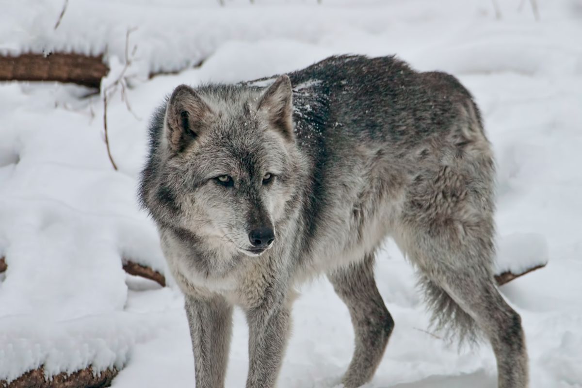 Why Are Gray Wolf Populations Dropping