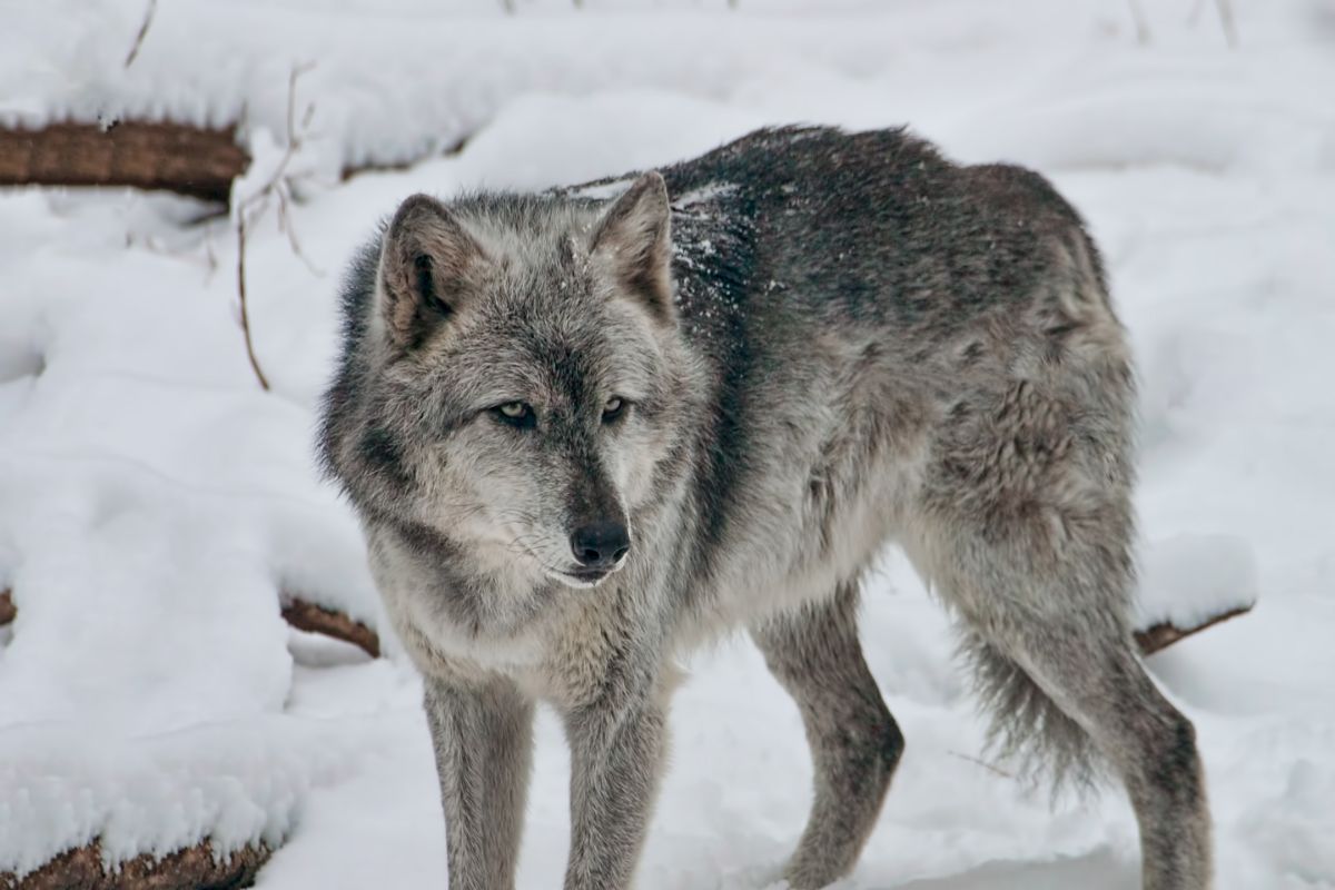 Why Are Gray Wolf Populations Dropping? - defendersblog