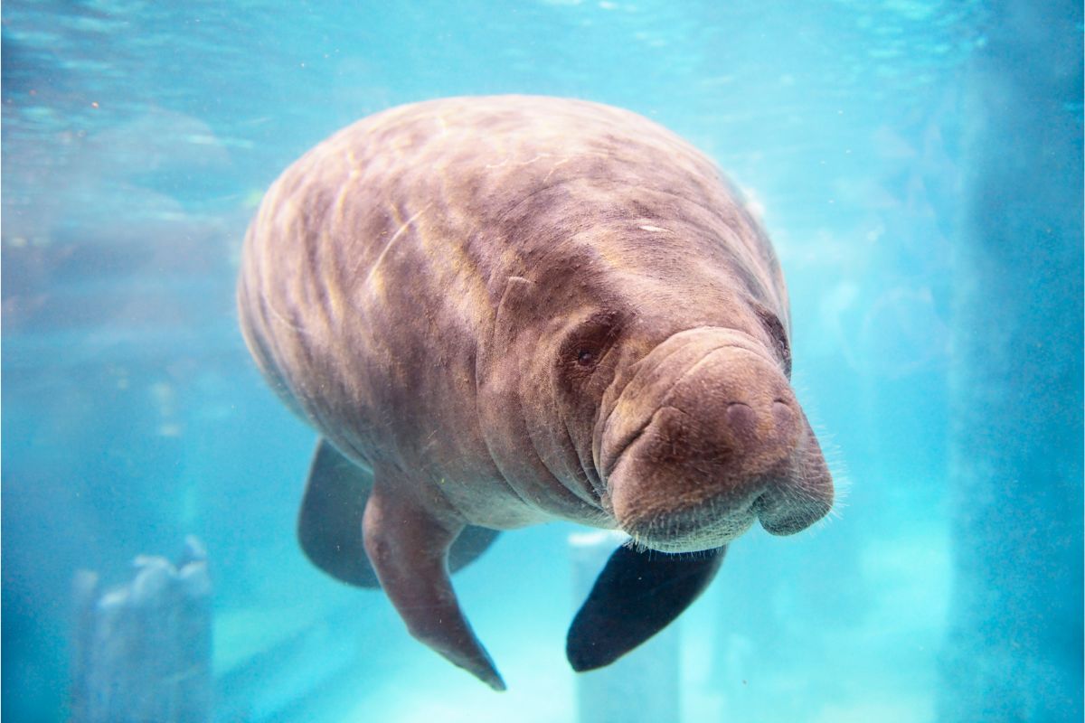 Why Has The Red Tide Caused Manatee Deaths?