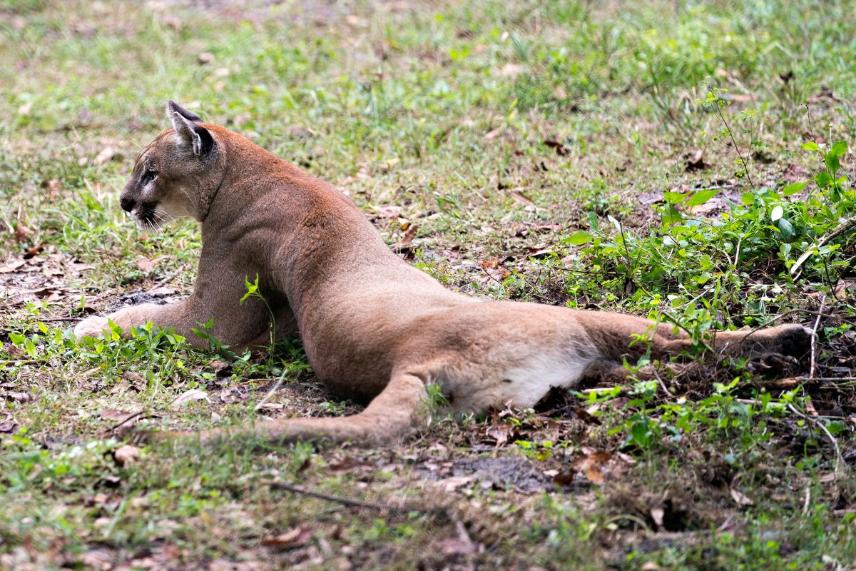 Why Have Panthers Become Endangered?