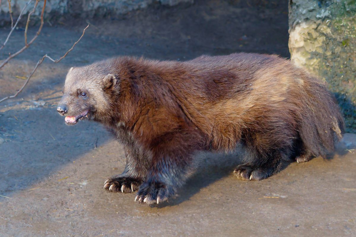 Why We Need To Care For Our Wolverines (1)