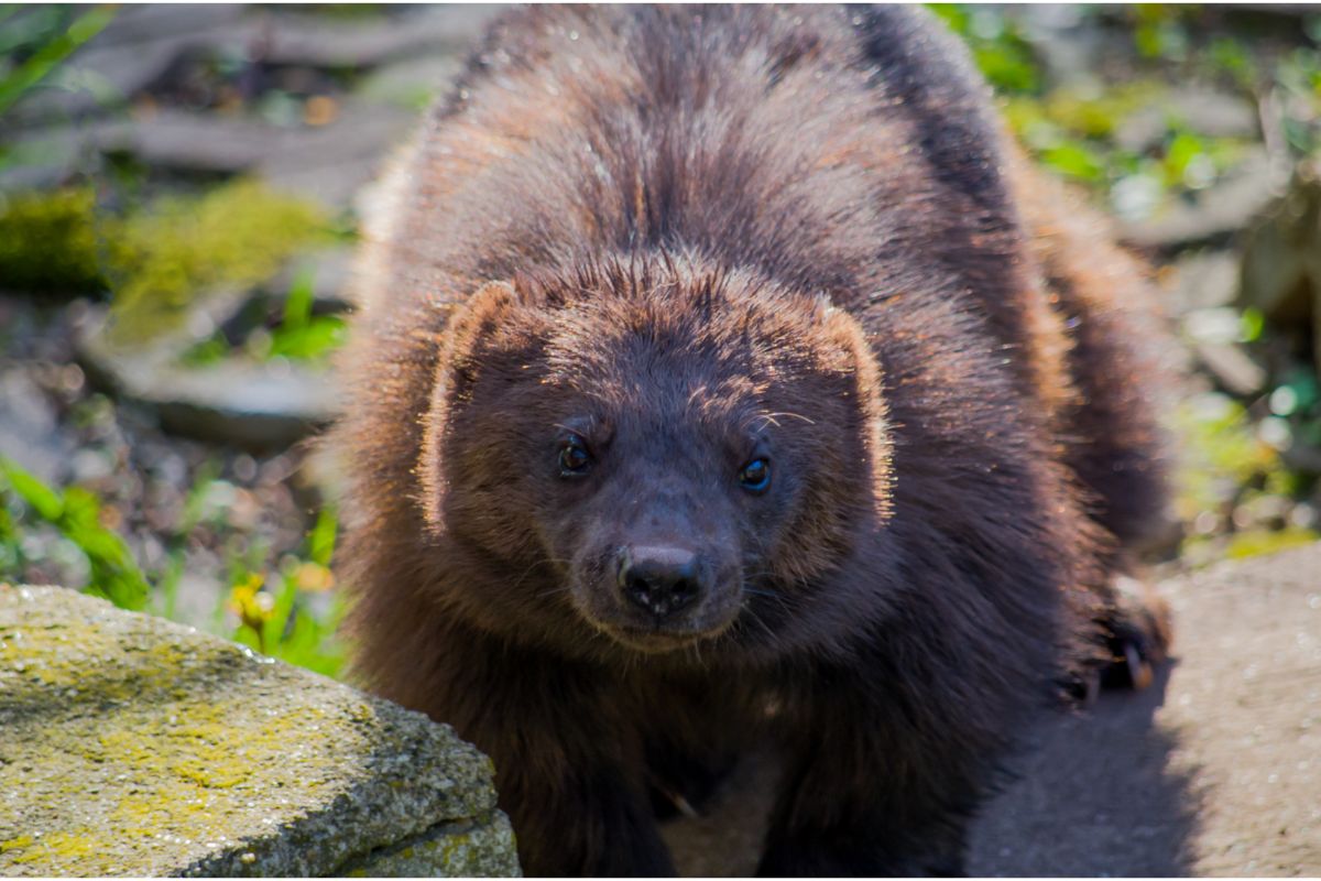Why We Need To Care For Our Wolverines