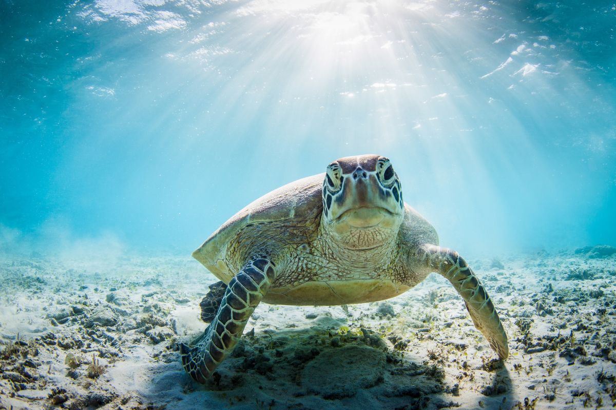 Why the High Demand in Sea Turtle Products Should Scare You