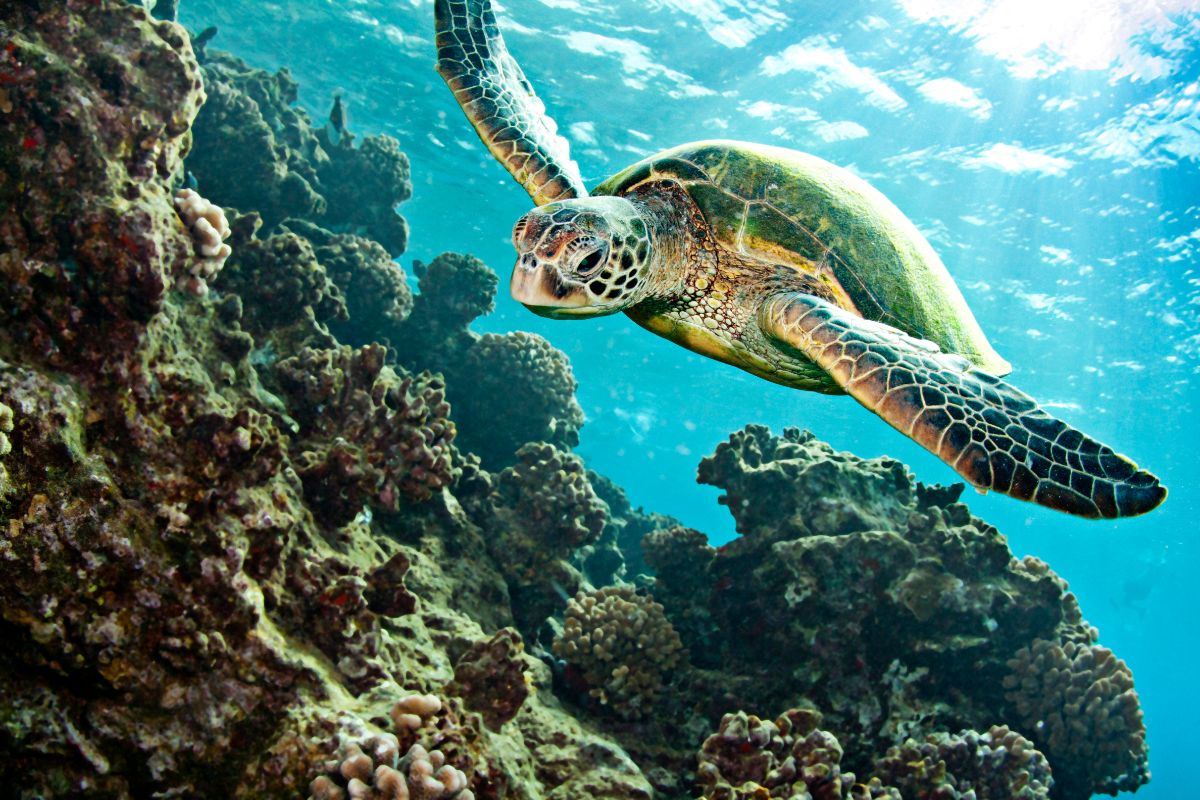 Why the High Demand in Sea Turtle Products Should Scare You