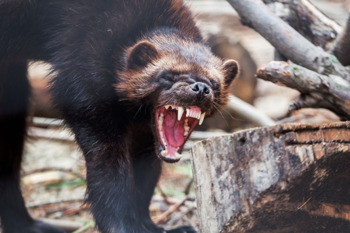 Wolverine Sightings - How We Can Protect Them (1)