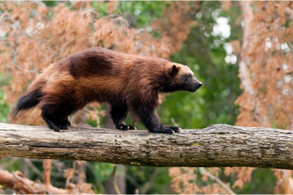 Wolverine Sightings - How We Can Protect Them - defendersblog