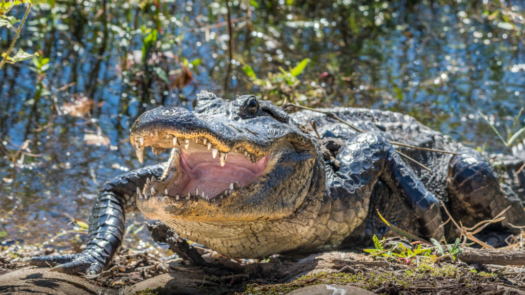 Alligator on land