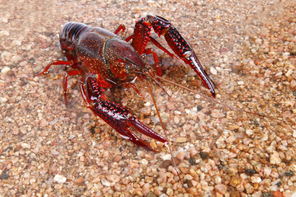 Crayfish at waters edge