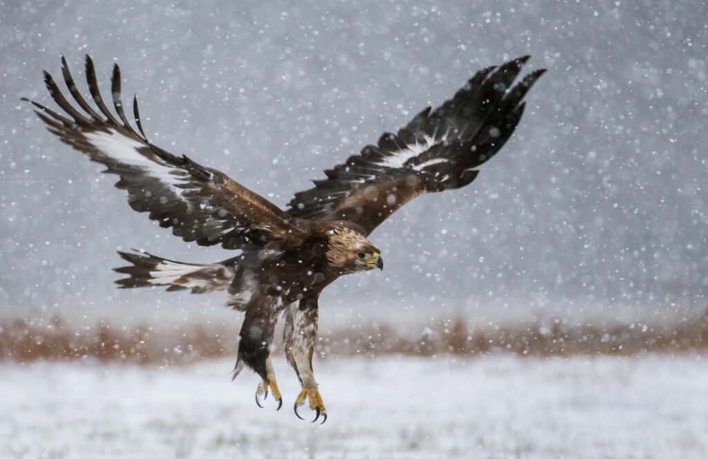 Golden Eagle flying