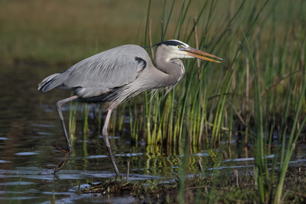 Great Blue Heron wading in water