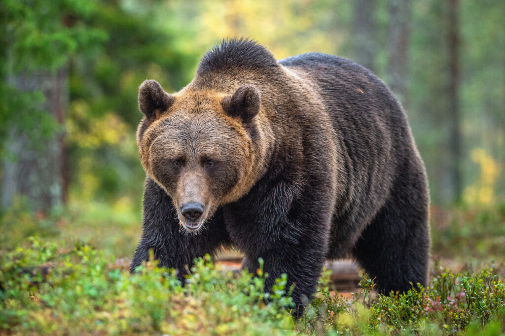 Grizzly bear in forest