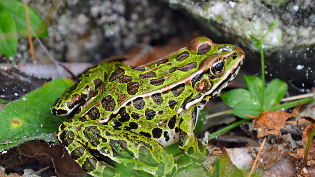 Leopard Frog