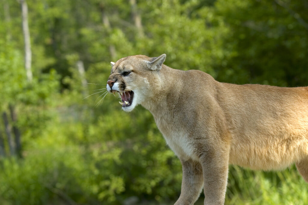 Mountain lion snarling