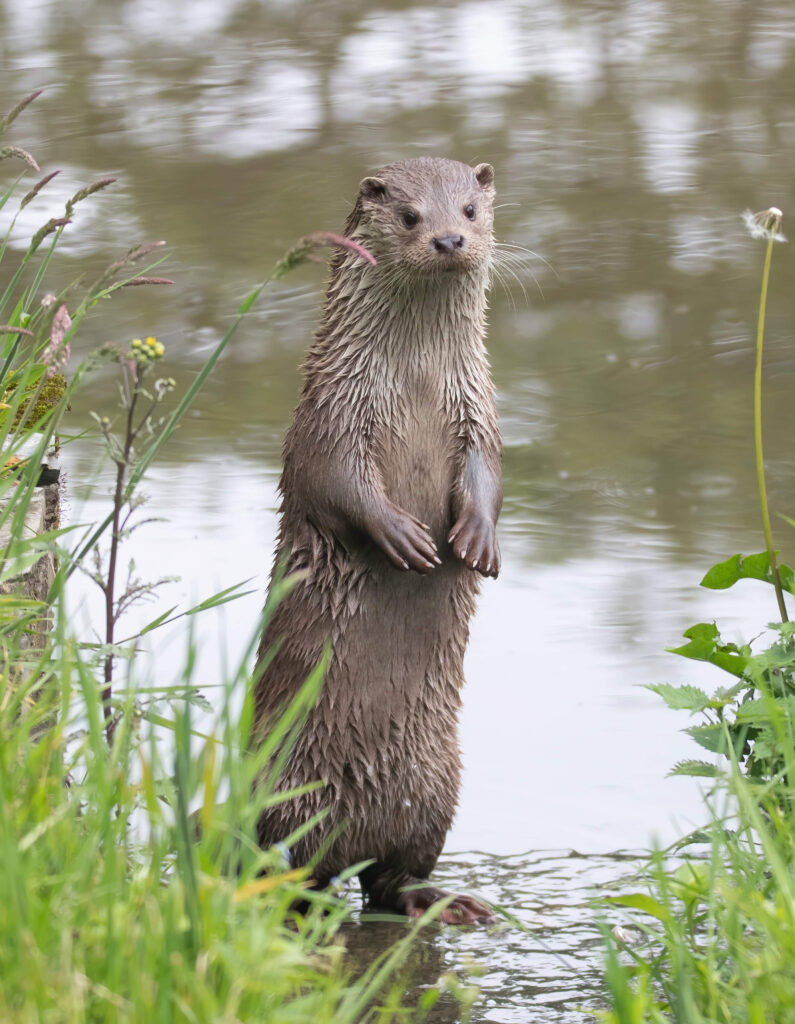 River otter at waters edge
