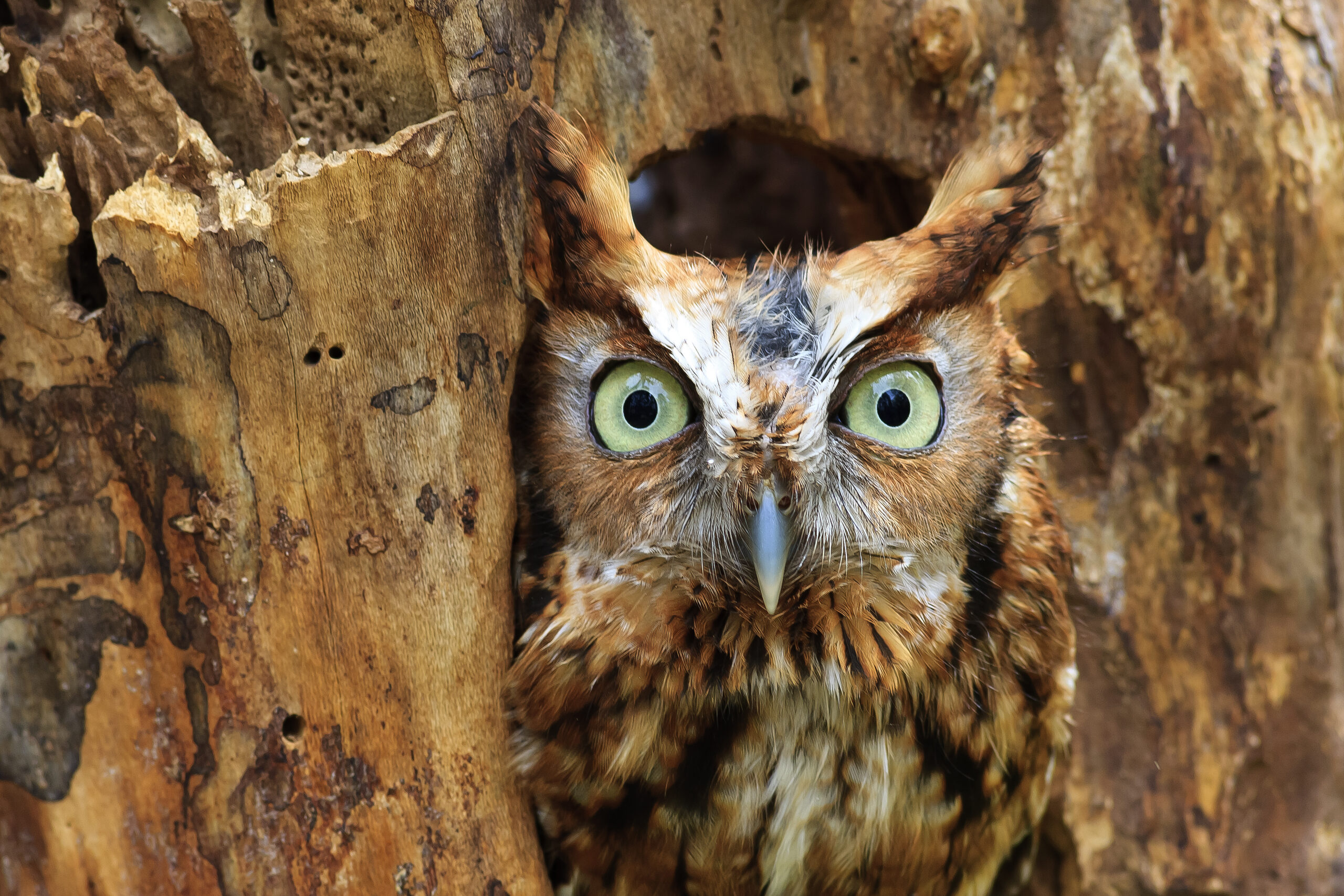 Barn Owl Hole Size