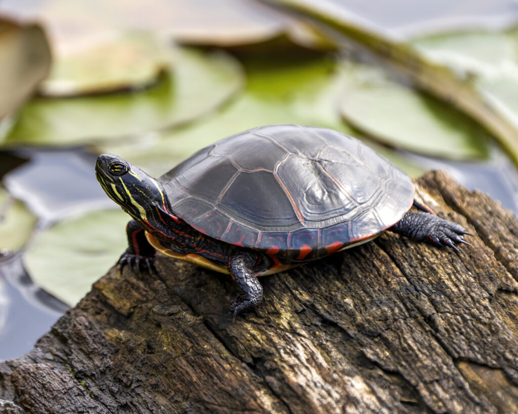 Painted turtle on log