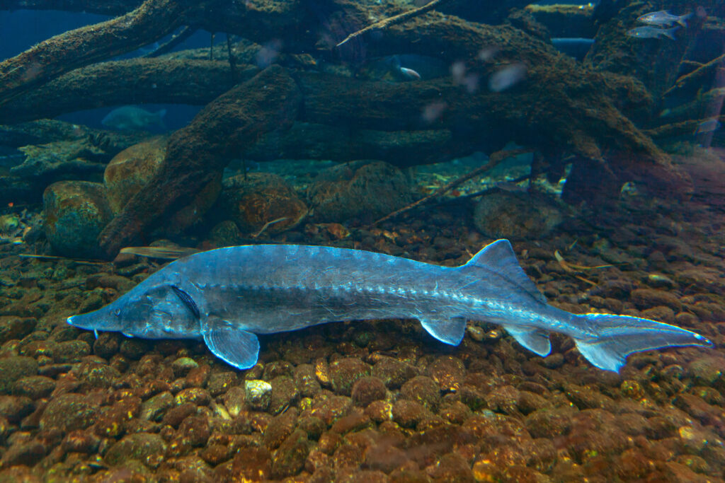 Sturgeon underwater on bottom