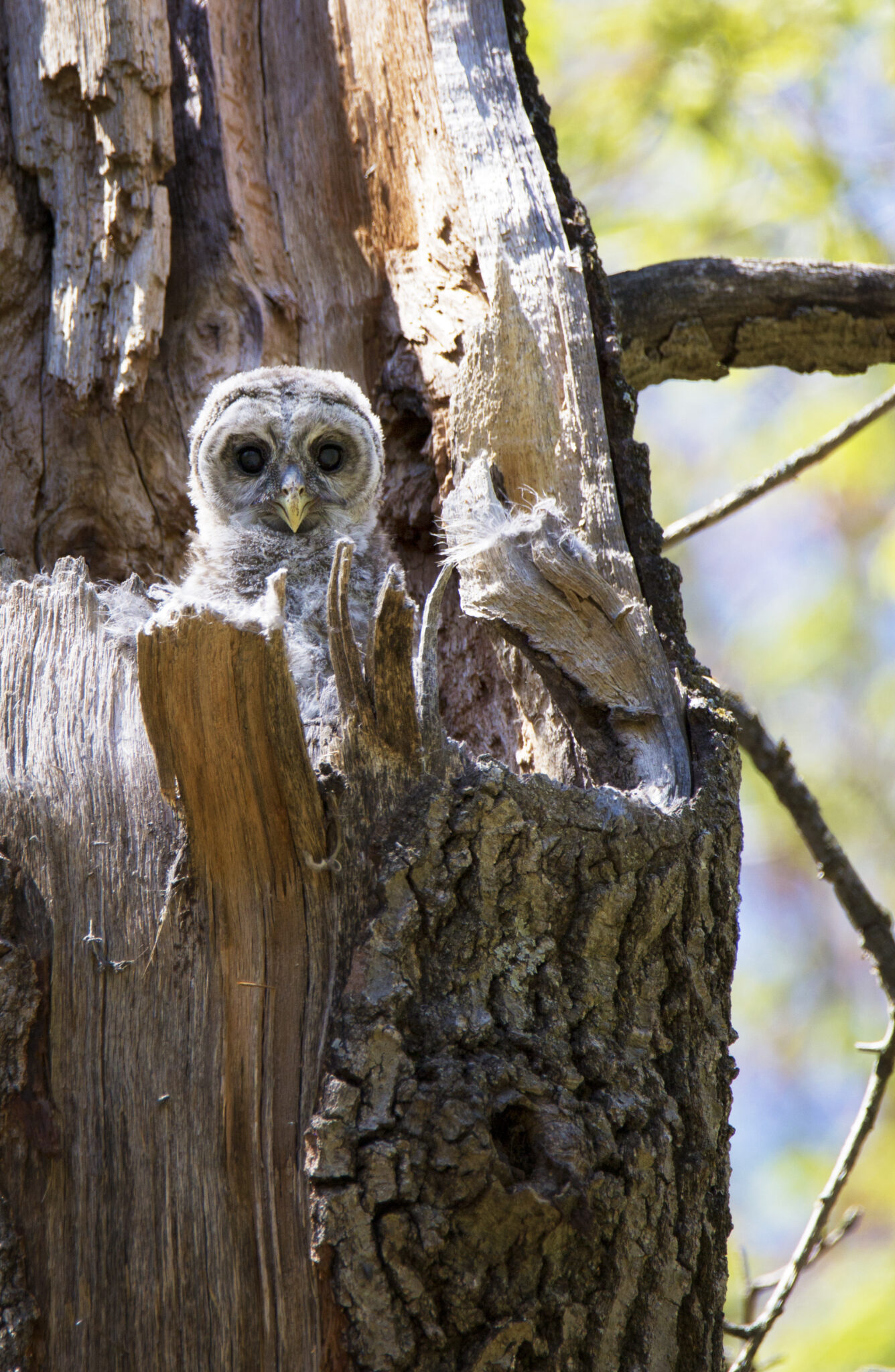 What Predators Eat Owls? - defendersblog