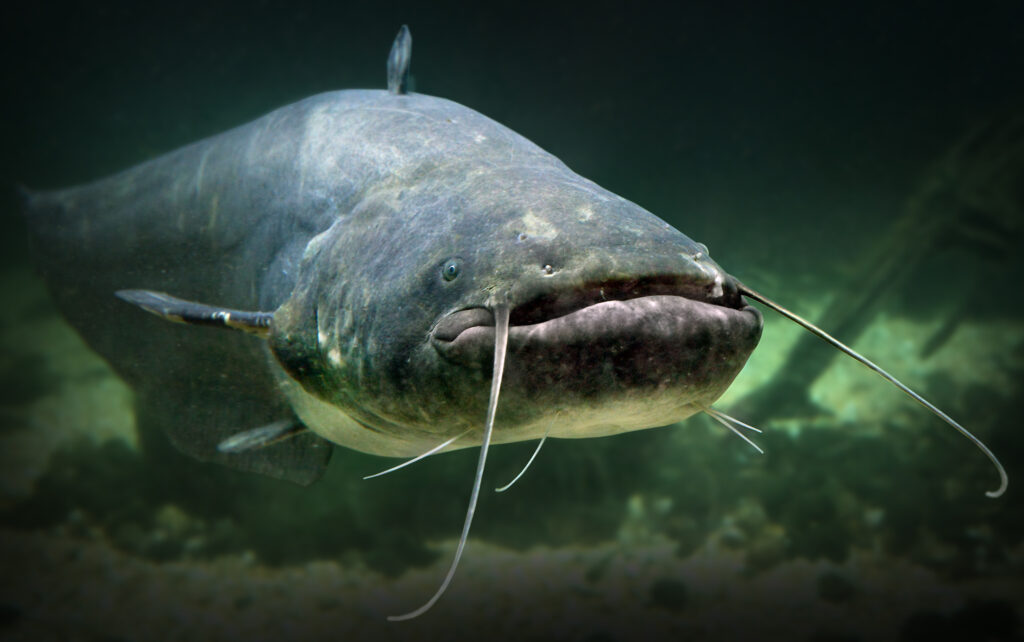 Catfish underwater