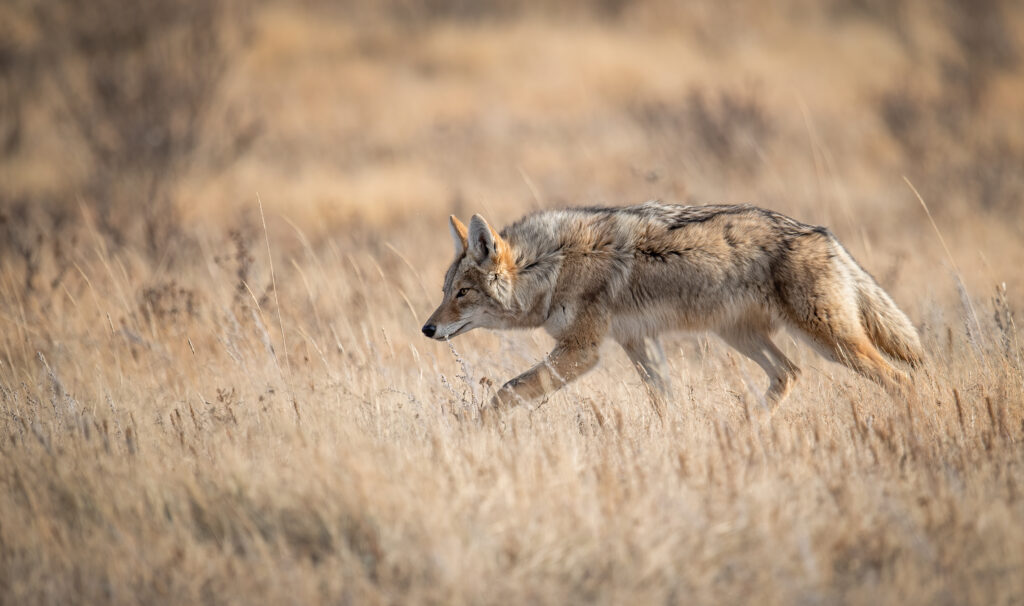 Coyote crouched