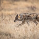 What animals kill coyotes?