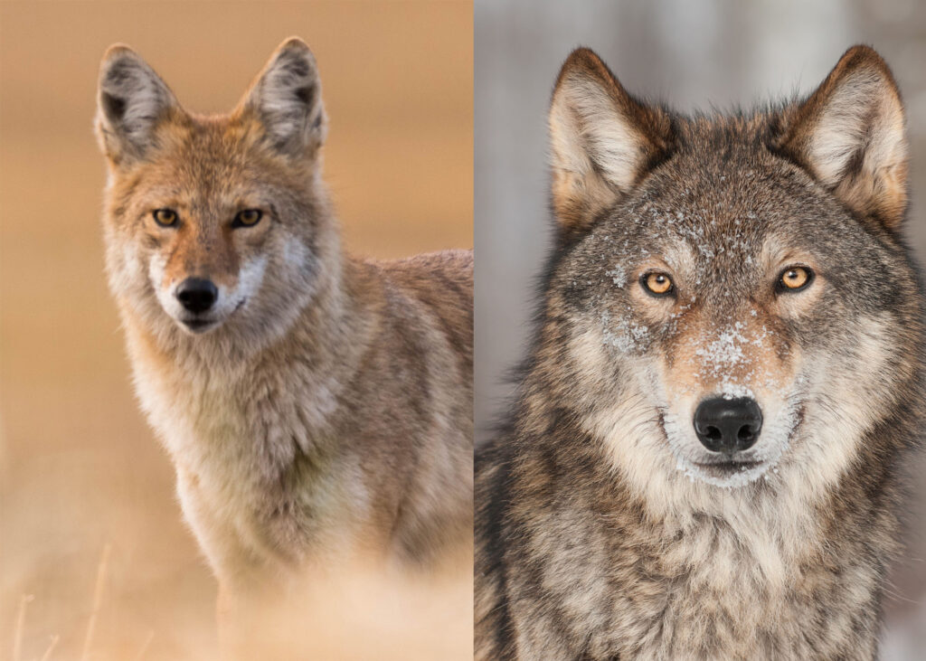 Wolf vs coyote