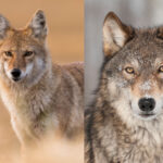 What's the difference between a coyote and a wolf?