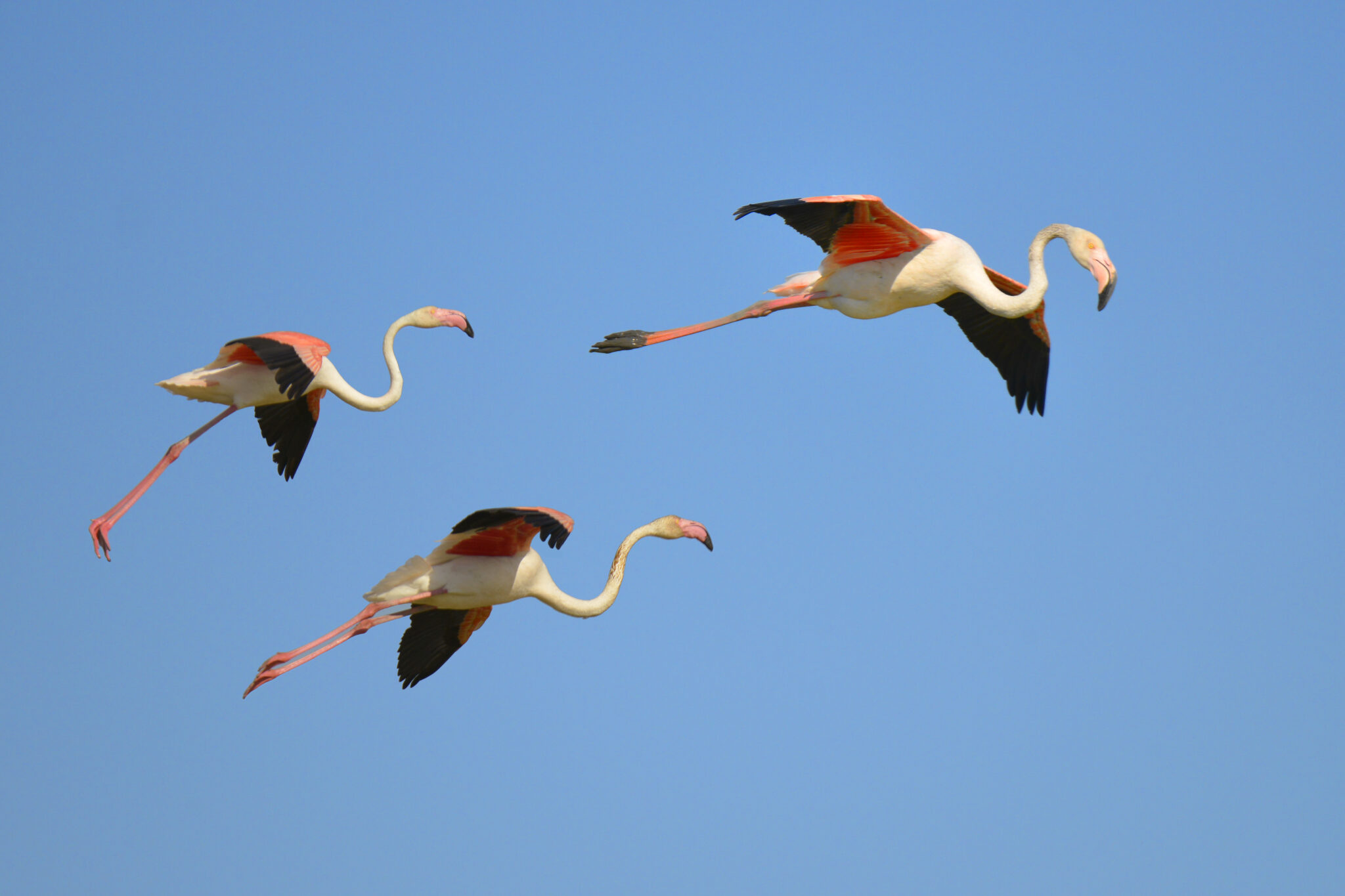 Can Flamingos Fly? defendersblog