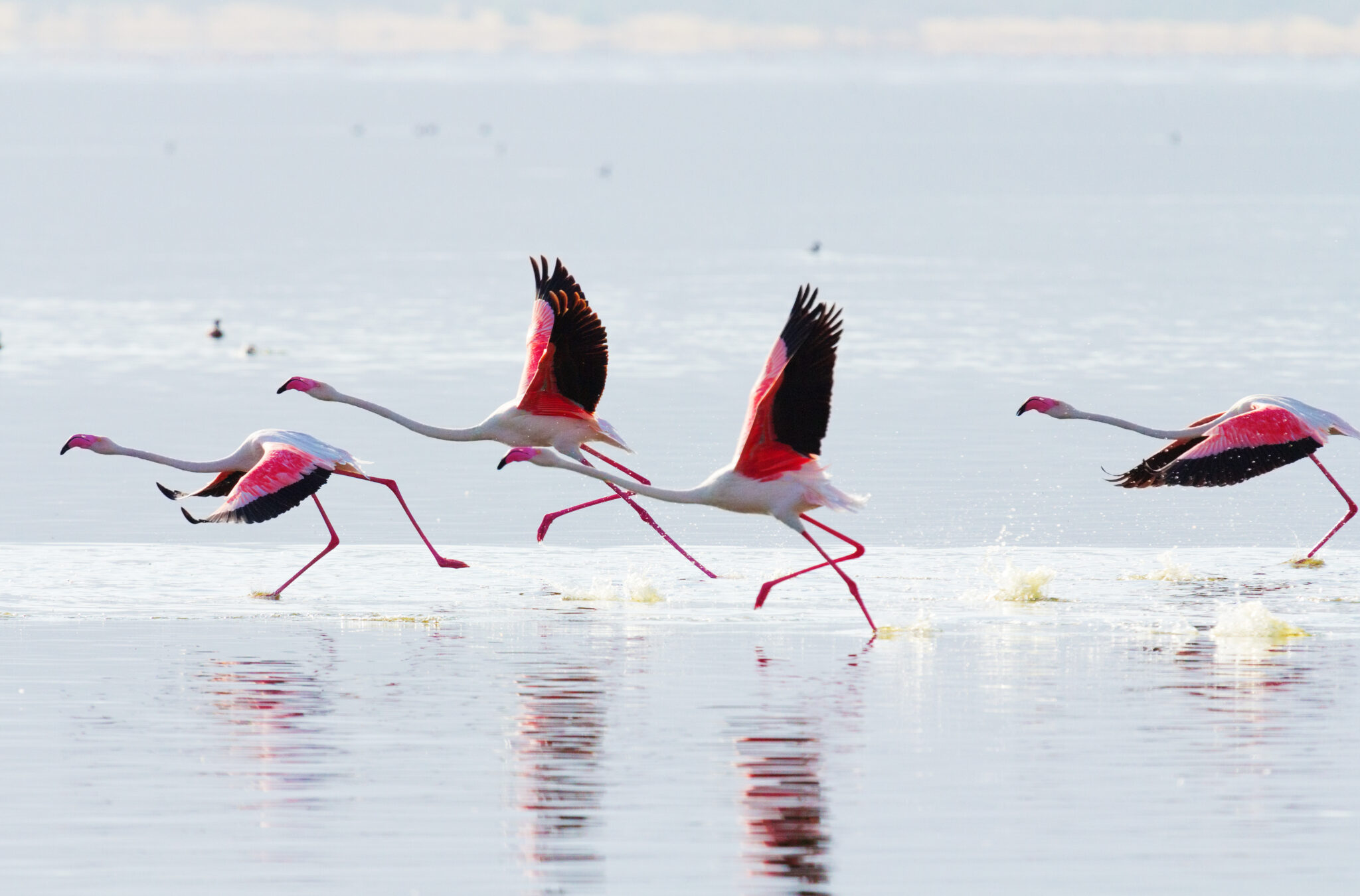 Can Flamingos Fly? defendersblog