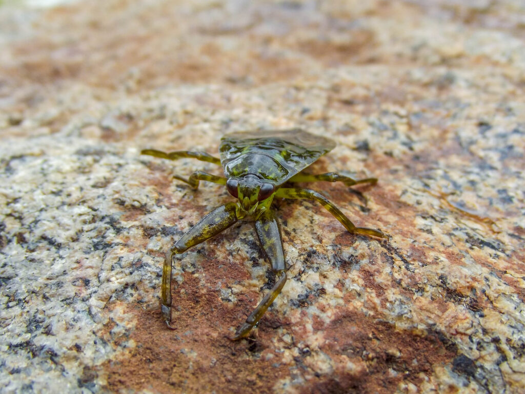 Giant water bug