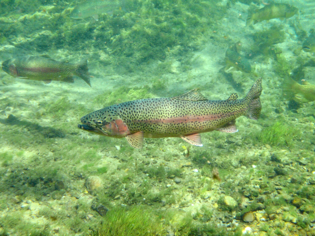 rainbow trout in water