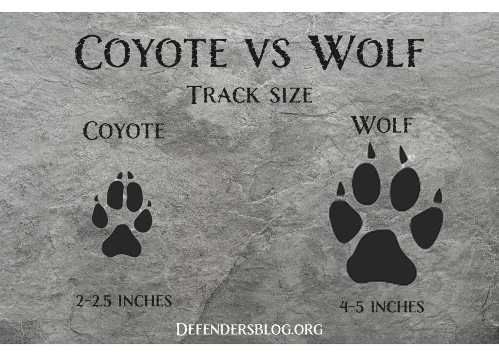 Coyote vs wolf track size comparison chart