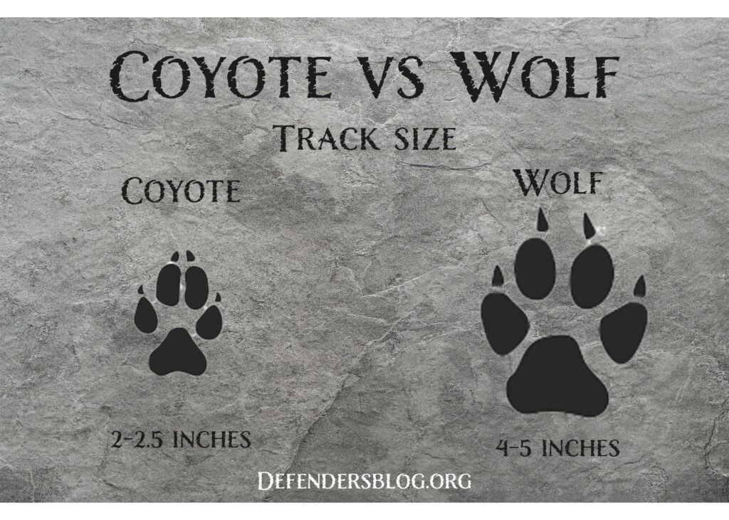 wolf coyote difference